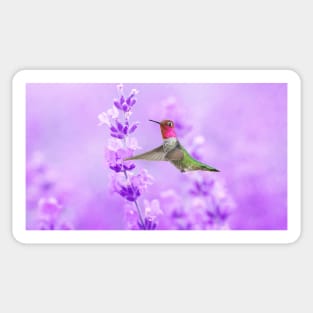 Anna's Hummingbird at Lavender Sprig Sticker
